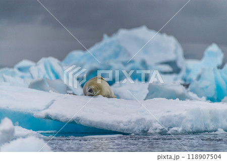 Crabeater Seal resting on a sheet of ice Crabeater Seal resting on a sheet of ice 118907504