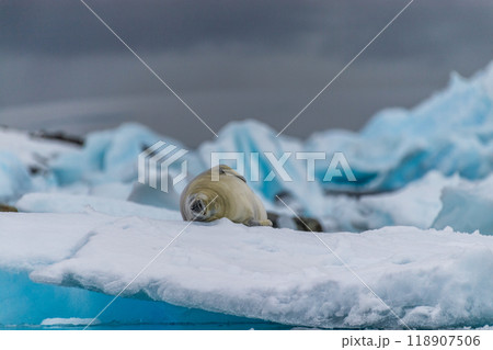 Crabeater Seal resting on a sheet of ice 118907506
