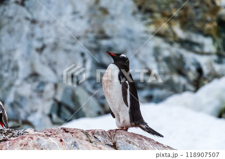 Gentoo Penguin colony on Cuverville island Gentoo Penguin colony on Cuverville island 118907507