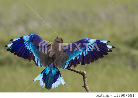 Indochinese roller close up shot animal portrait. 118907681