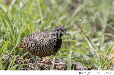 Barred Buttonquail on the ground animal portrait. Barred Buttonquail on the ground animal portrait. 118907691