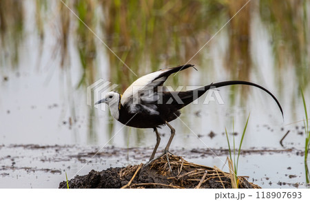Pheasant-tailed Jacama on the ground animal portrait. 118907693