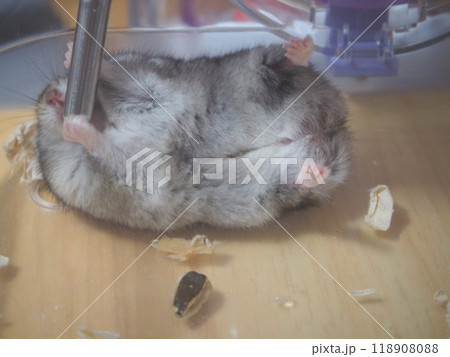 水飲む姿が変！ハムスター、あいやー、アイヤー 118908088