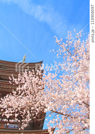 愛知県名古屋市、覚王山日泰寺五重塔と桜の風景 愛知県名古屋市、覚王山日泰寺五重塔と桜の風景 118908097