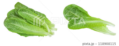 fresh roman cos lettuce isolated on a white background. Top view. Flat lay fresh roman cos lettuce isolated on a white background. Top view. Flat lay 118908115