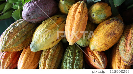 アマゾン産のカカオの実 118908295