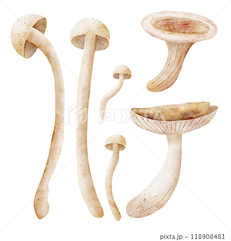 Watercolor set of mushrooms, toadstool. Autumn hand drawn illustrations isolated on white background. Clip art for design of postcards, posters, invitations, dishes, clothes, packaging Watercolor set of mushrooms, toadstool. Autumn hand drawn illustrations isolated on white background. Clip art for design of postcards, posters, invitations, dishes, clothes, packaging 118908481