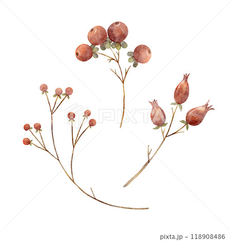 Berries on a branch watercolor rose hips, cranberries. Christmas illustration isolated on white background. Autumn clip art for design of postcards, New Year invitations, dishes, clothes, invitations Berries on a branch watercolor rose hips, cranberries. Christmas illustration isolated on white background. Autumn clip art for design of postcards, New Year invitations, dishes, clothes, invitations 118908486