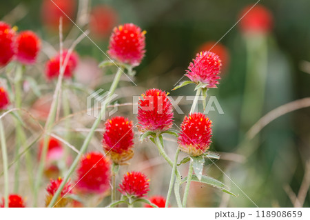 千日紅の花04 千日紅の花04 118908659