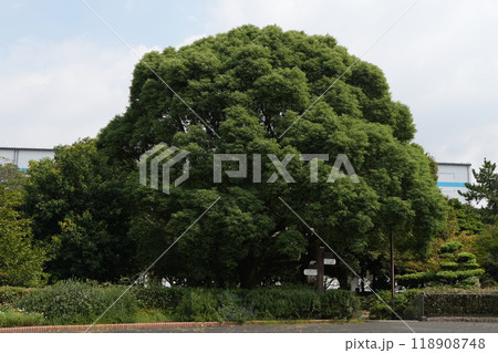 こんもりとした大きな木の写真素材 [118908748] - PIXTA