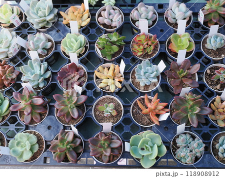 有田陶器市のワンシーン　鉢と果肉植物　佐賀県西松浦郡有田町幸平 118908912