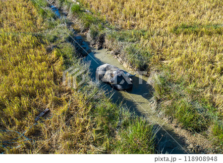 A water buffalo rests in a muddy ditch among rice paddies during a sunny day in rural farmland 118908948
