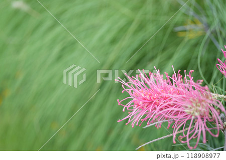 Grevillea pink flower macro closeup 118908977