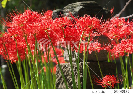 彼岸花と石塔 彼岸花と石塔 118908987