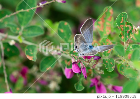 ピンク色の花に止まるシジミチョウの雄 ピンク色の花に止まるシジミチョウの雄 118909319