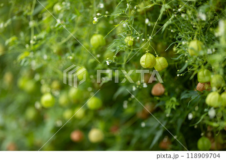 フウセンカズラ 118909704