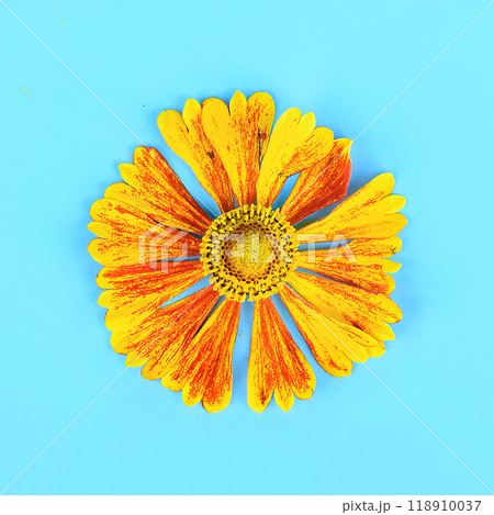 Close-up of a vibrant yellow and orange Helenium flower on a light blue background. 118910037