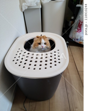 トイレからひょっこり顔を出すスコティッシュフォールド 118910244