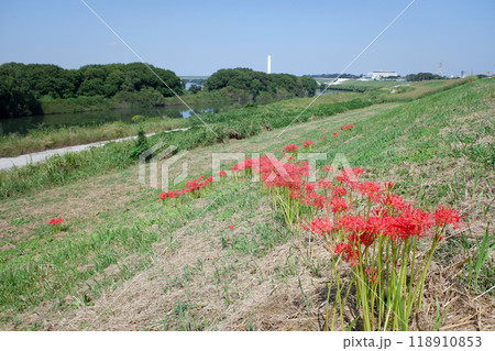 千葉県流山市 江戸川と堤防の彼岸花 千葉県流山市 江戸川と堤防の彼岸花 118910853
