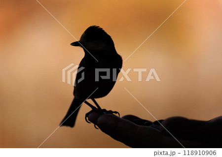 手乗りの小鳥（ヤマガラ）のシルエット 118910906