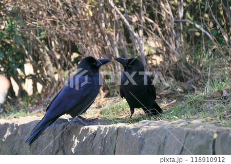 お互いに見つめあう二羽のカラス お互いに見つめあう二羽のカラス 118910912