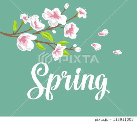 Sakura blossom. Cherry branch with flowers, bud. Spring lettering. 118911003