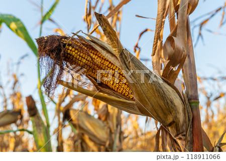 A close-up view of a ripe corn cob attached to a dried stalk, surrounded by a golden field during the autumn harvest season with clear skies above 118911066