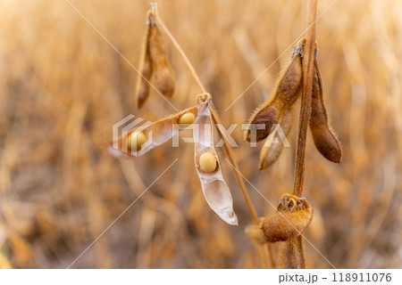 Ripened soybean pods are clustered on plants, showcasing the rich colors and textures under the warm glow of late afternoon sunlight in a field Ripened soybean pods are clustered on plants, showcasing the rich colors and textures under the warm glow of late afternoon sunlight in a field 118911076