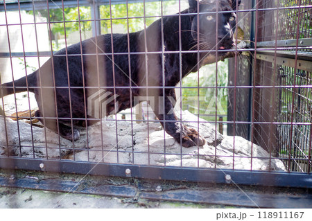 クロヒョウ クロヒョウ 118911167