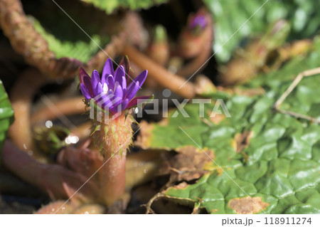 オニバスの浮水葉と紫色の花 オニバスの浮水葉と紫色の花 118911274