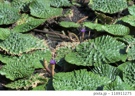オニバスの浮水葉と紫色の花 オニバスの浮水葉と紫色の花 118911275