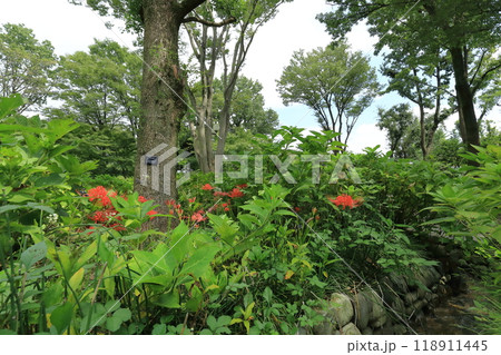 東京都 府中市郷土の森博物館　彼岸花 118911445