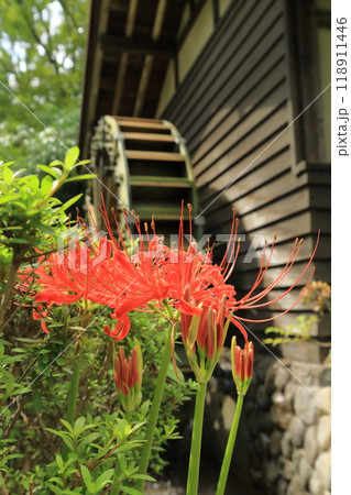 東京都 府中市郷土の森博物館　彼岸花 118911446