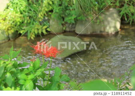 東京都 府中市郷土の森博物館　彼岸花 118911452