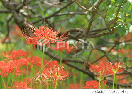 東京都 府中市郷土の森博物館 彼岸花 東京都 府中市郷土の森博物館 彼岸花 118911453