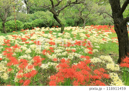 東京都 府中市郷土の森博物館 彼岸花 東京都 府中市郷土の森博物館 彼岸花 118911459