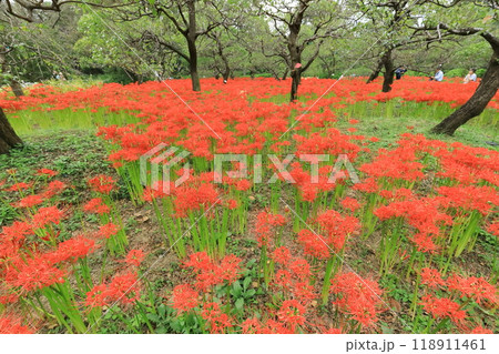 東京都 府中市郷土の森博物館 彼岸花 東京都 府中市郷土の森博物館 彼岸花 118911461
