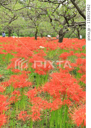 東京都 府中市郷土の森博物館 彼岸花 東京都 府中市郷土の森博物館 彼岸花 118911462