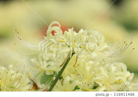 東京都 府中市郷土の森博物館 彼岸花 東京都 府中市郷土の森博物館 彼岸花 118911486