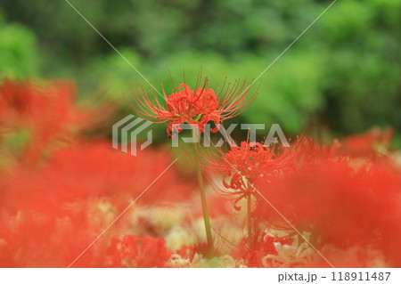 東京都 府中市郷土の森博物館　彼岸花 118911487