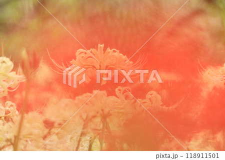 東京都 府中市郷土の森博物館　彼岸花 118911501