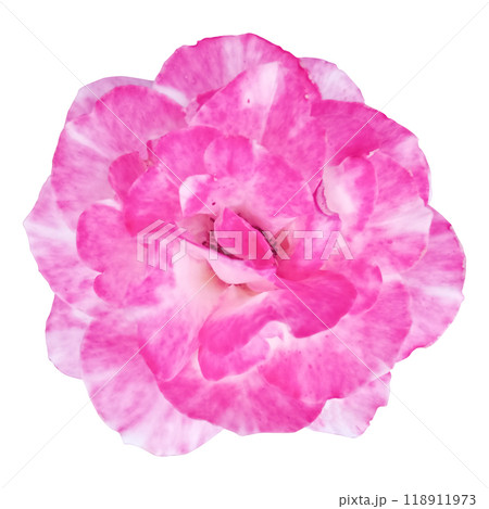 Pink rose flower isolated on white background with clipping path. Close-up. Nature. 118911973