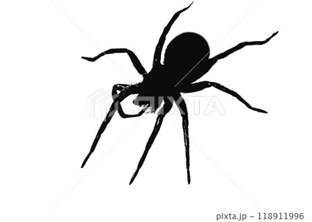Silhouette of a wolf spider on a white background Silhouette of a wolf spider on a white background 118911996