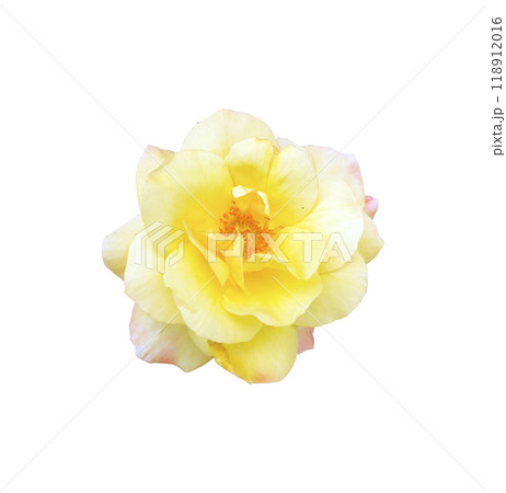 beautiful flower that inspires a pleasant aroma beautiful flower that inspires a pleasant aroma 118912016