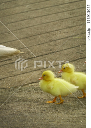 The ducklings and the mother duck went out to find food on the farm. 118913085