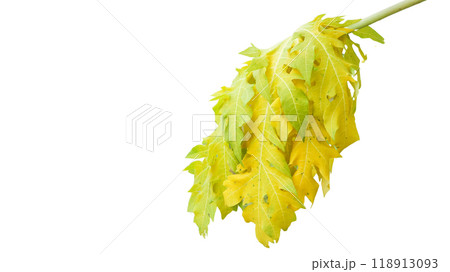 Cut out papaya leaf on a white background with clipping paths. The intricate details of the leaf's structure and vibrant green color are clearly visible, showcasing natural beauty and unique shape. 118913093