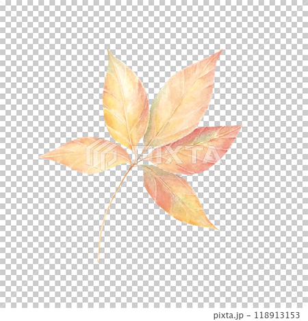Autumn maple leaf in watercolor , flying orange foliage from tree on ground transparent background isolated template exact illustration of fall autumn Autumn maple leaf in watercolor , flying orange foliage from tree on ground transparent background isolated template exact illustration of fall autumn 118913153