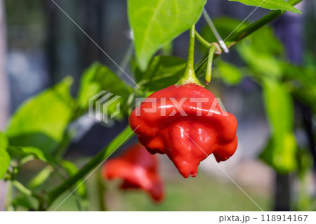 peppers christmas bell chili also known as bishop crown or Joker hat peppers christmas bell chili also known as bishop crown or Joker hat 118914167