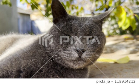 Close up muzzle of sleepy gray cat lying at yard his home. Portrait of resting beautiful kitty outdoor. Pretty kitten relaxing at nature on summer day. Concept of adorable domestic animal. Slow motion 118914212