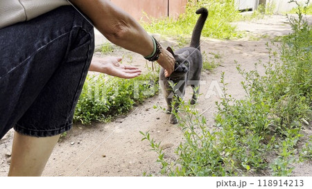 Beautiful gray cat going to her owner at rural street. Female hands stroking her pretty kitten outdoor. Adult woman petting adorable domestic kitty at summer day. Concept of care and love to animal Beautiful gray cat going to her owner at rural street. Female hands stroking her pretty kitten outdoor. Adult woman petting adorable domestic kitty at summer day. Concept of care and love to animal 118914213